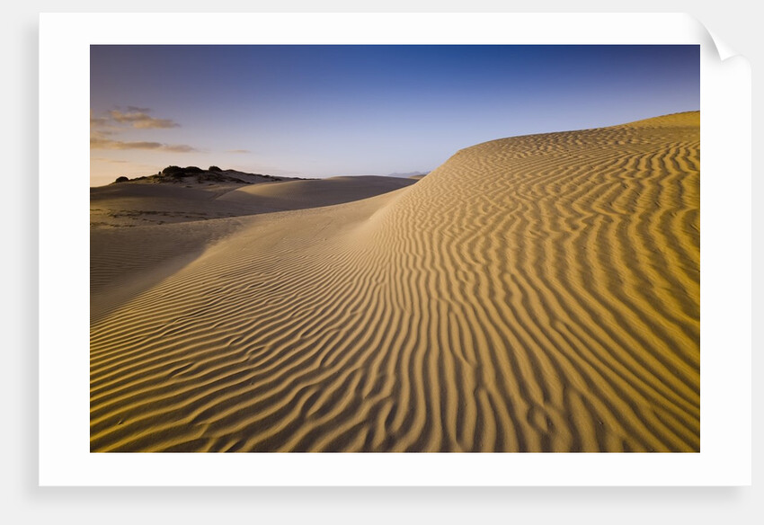 Sand Dunes of Isla Magdalena by Anonymous