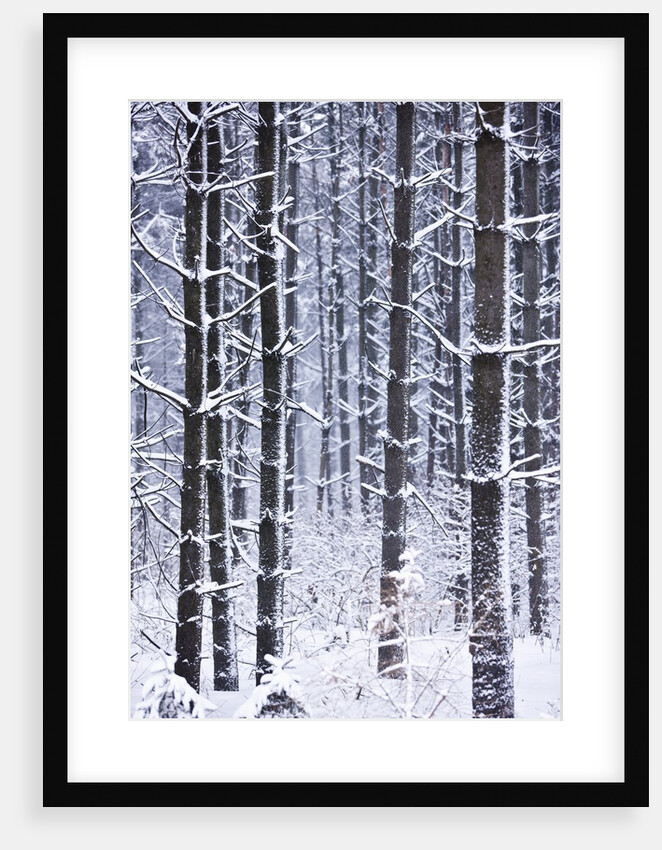 Snow-covered Trees in Forest by Anonymous
