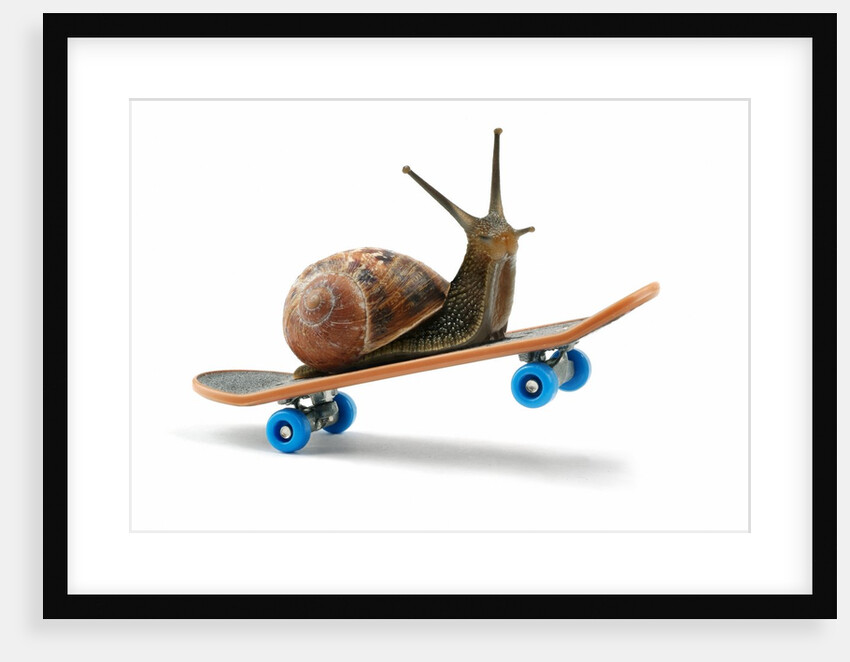 Snail Riding Skateboard by Anonymous