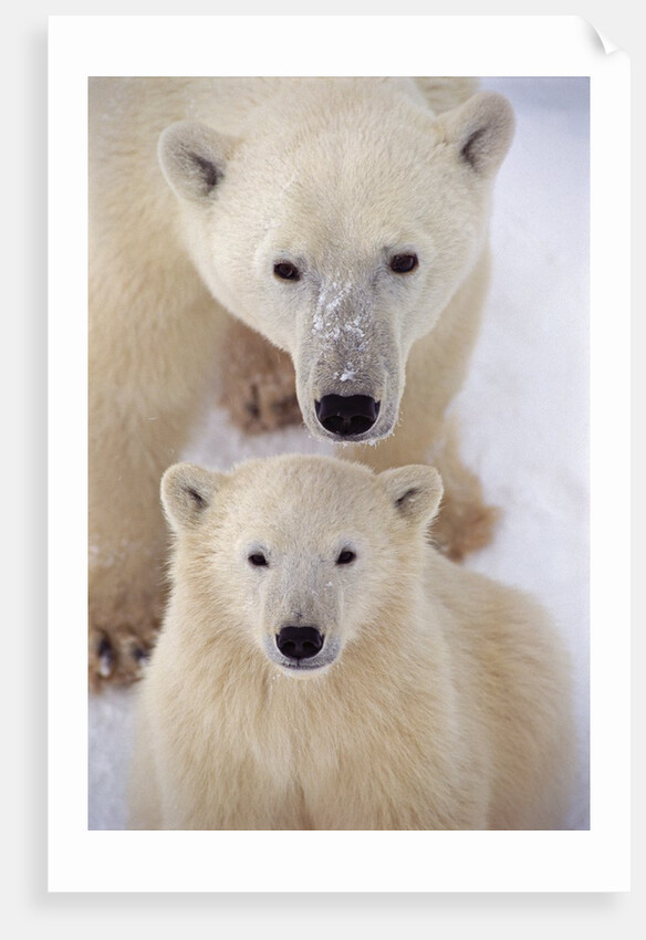 Polar Bear Sow and Cub by Anonymous