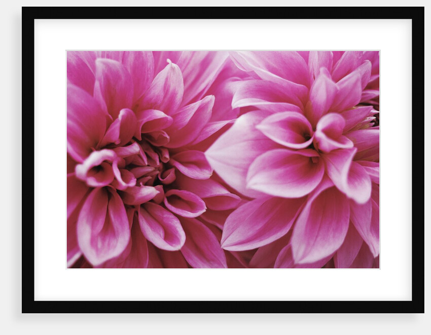 Dahlias by Anonymous