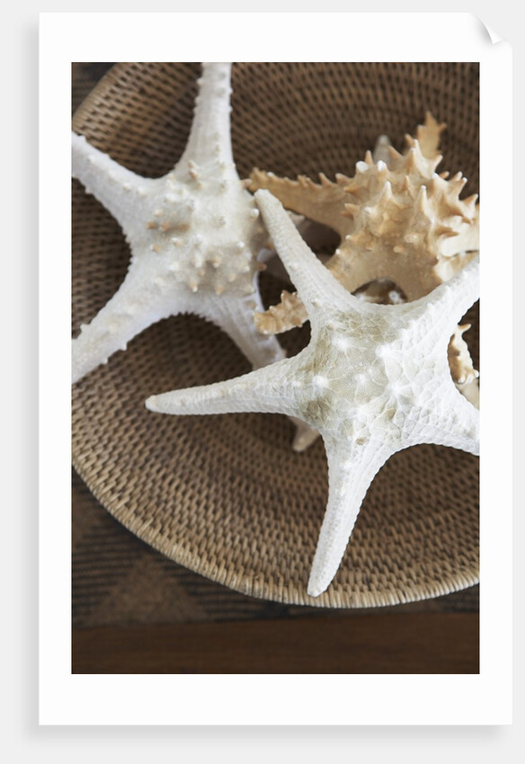 Starfish in a basket by Anonymous