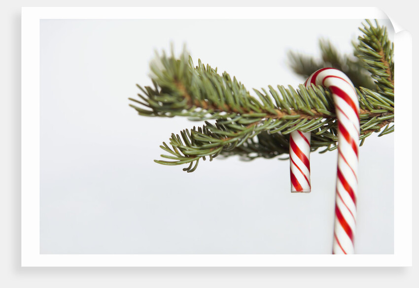 Candy cane hanging on Christmas tree branch by Anonymous