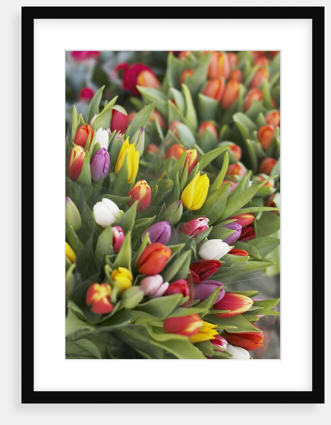 Bunches of colorful tulips by Anonymous