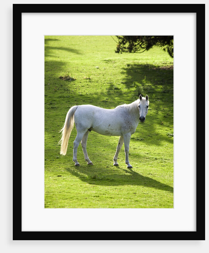 White Stallion in Grass Covered Field by Anonymous