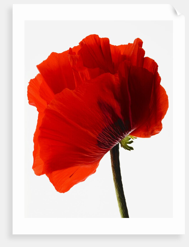 Corn poppy by Anonymous