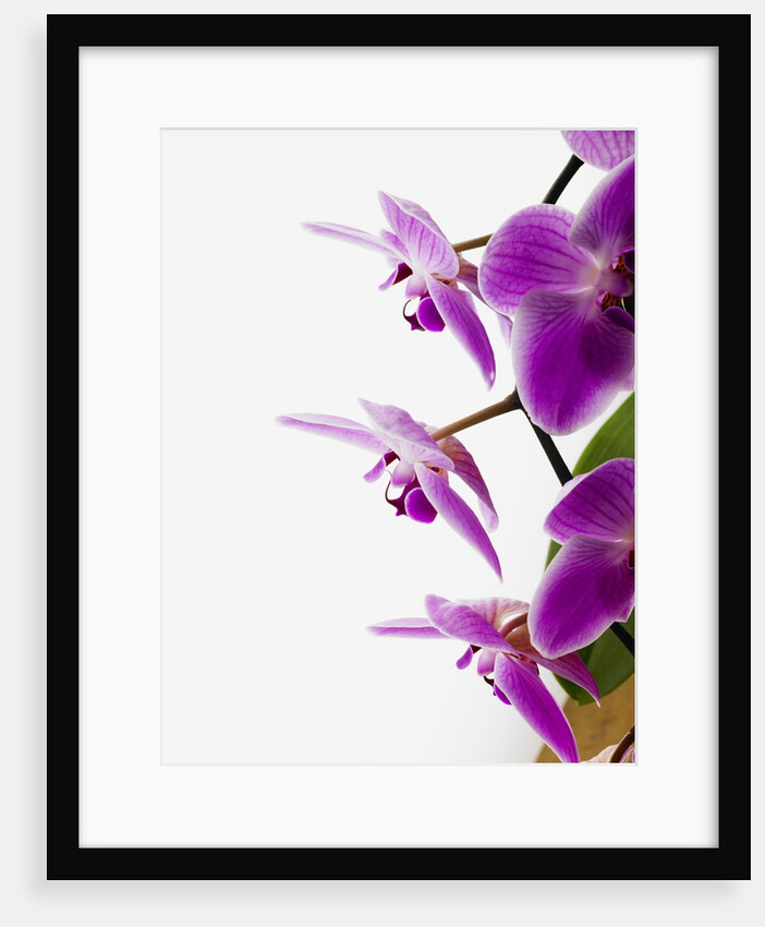 Phalaenopsis orchids by Anonymous
