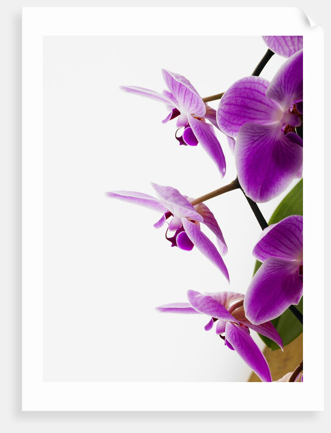 Phalaenopsis orchids by Anonymous