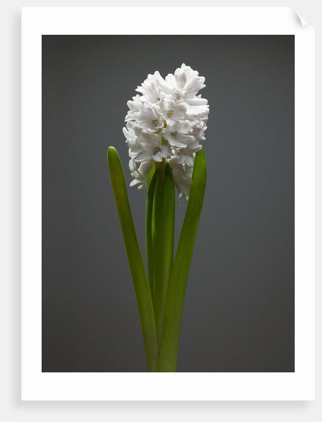 White hyacinth by Anonymous