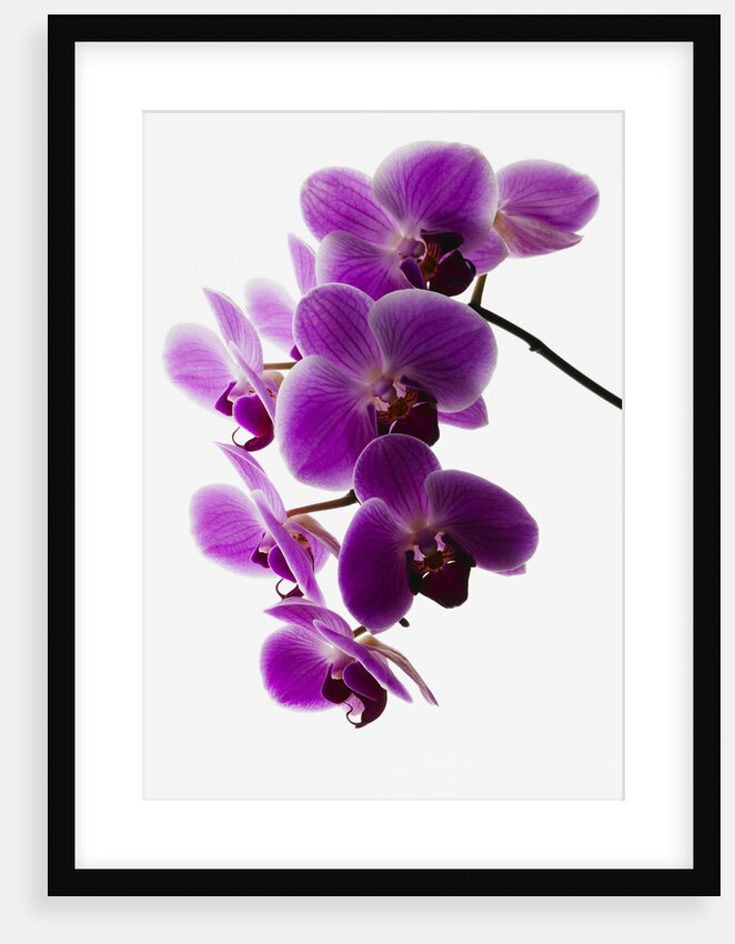 Phalaenopsis orchids by Anonymous