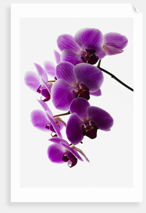 Phalaenopsis orchids by Anonymous