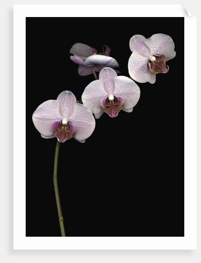 Phalaenopsis orchids by Anonymous