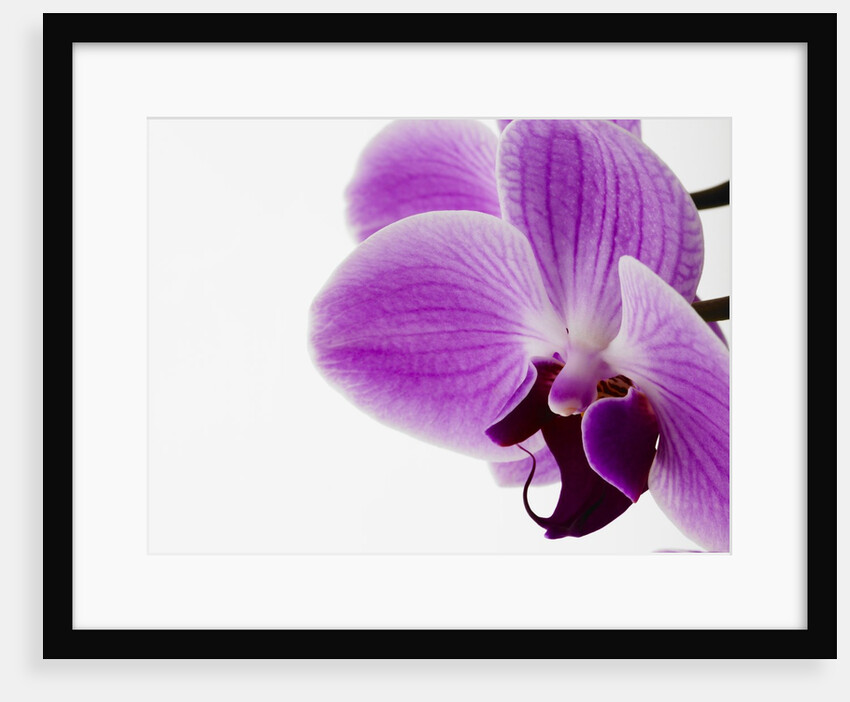 Phalaenopsis orchid by Anonymous