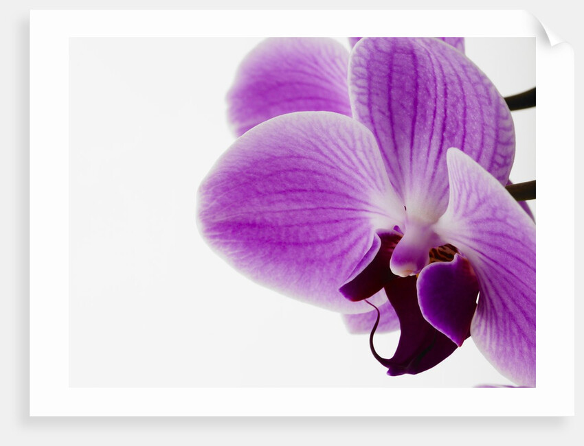 Phalaenopsis orchid by Anonymous