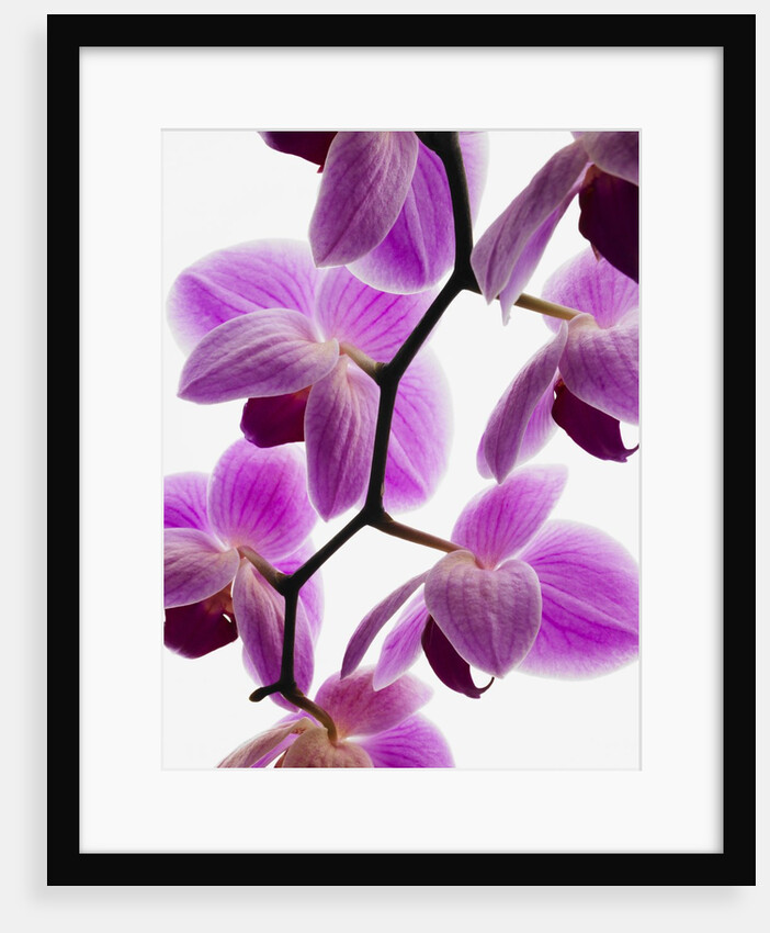 Phalaenopsis orchids by Anonymous