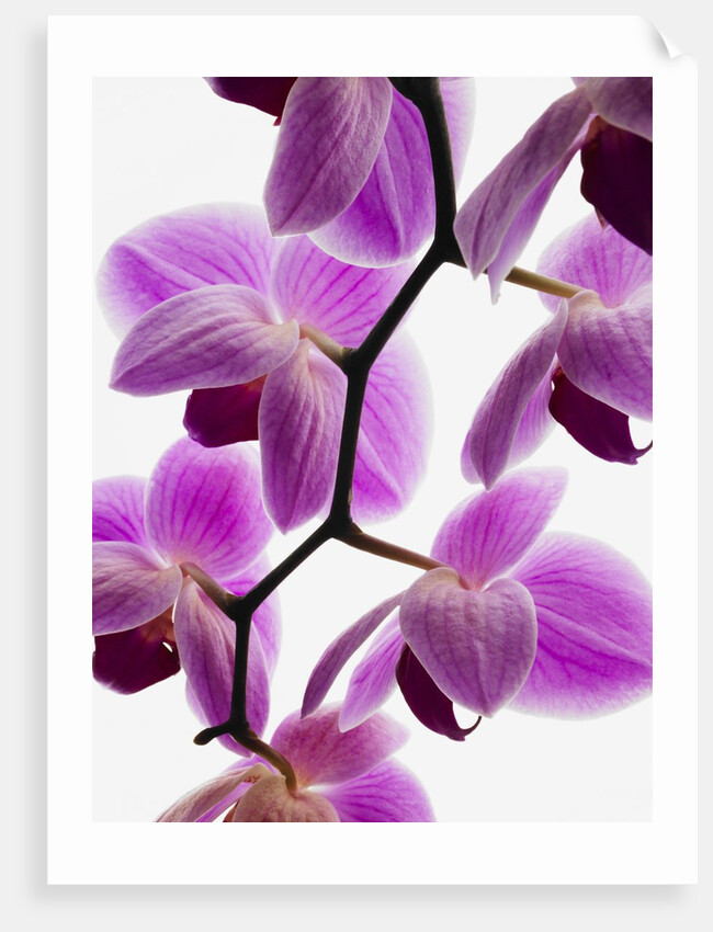 Phalaenopsis orchids by Anonymous