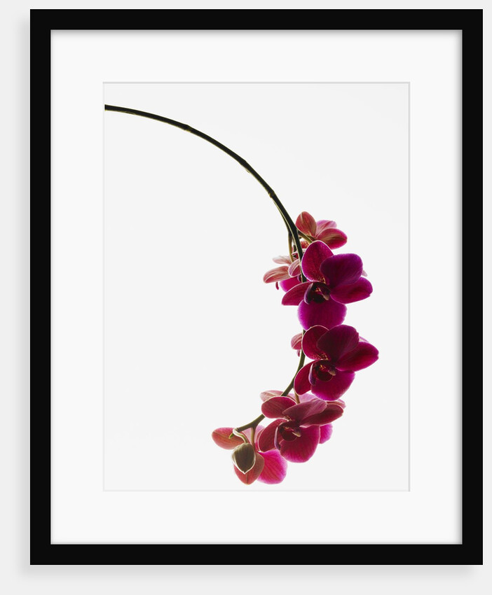 Phalaenopsis orchids by Anonymous