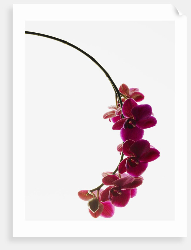 Phalaenopsis orchids by Anonymous