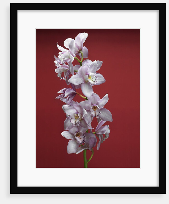Cattleya orchid by Anonymous
