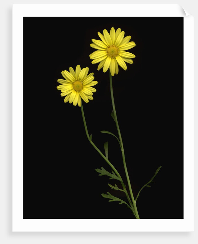 Paris daisies by Anonymous