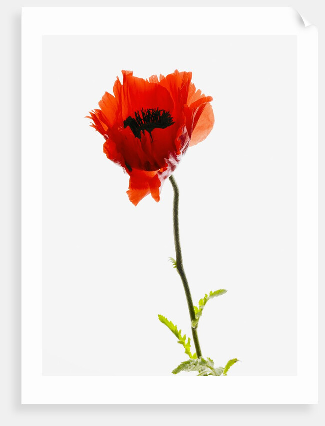 Corn poppy by Anonymous