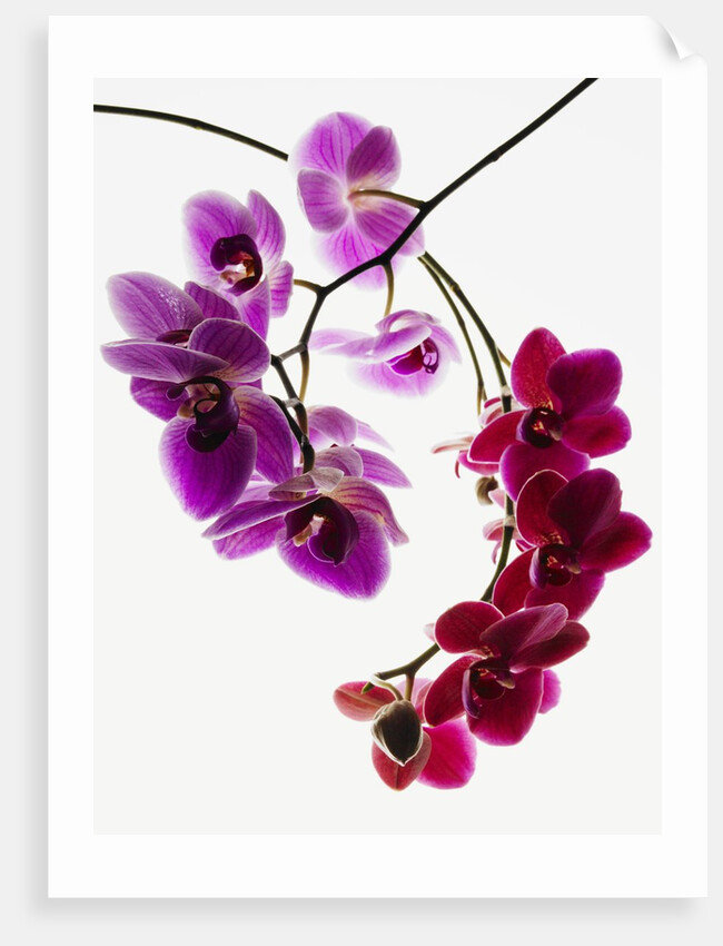 Phalaenopsis orchids by Anonymous