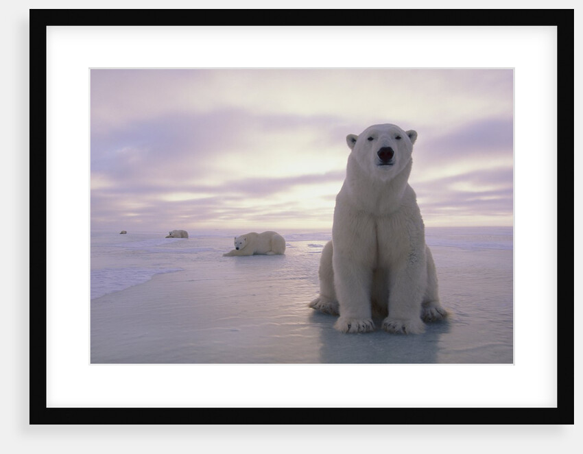 Polar Bears by Anonymous