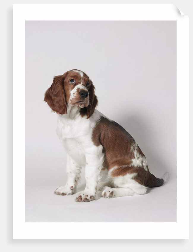 Springer spaniel by Anonymous