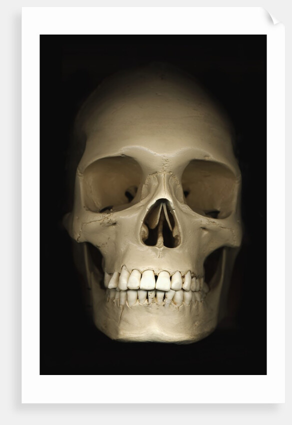 Human skull by Anonymous