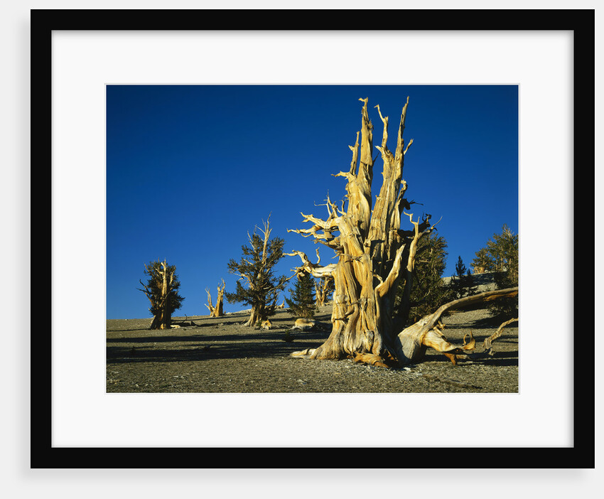 Bristlecone Pines by Anonymous
