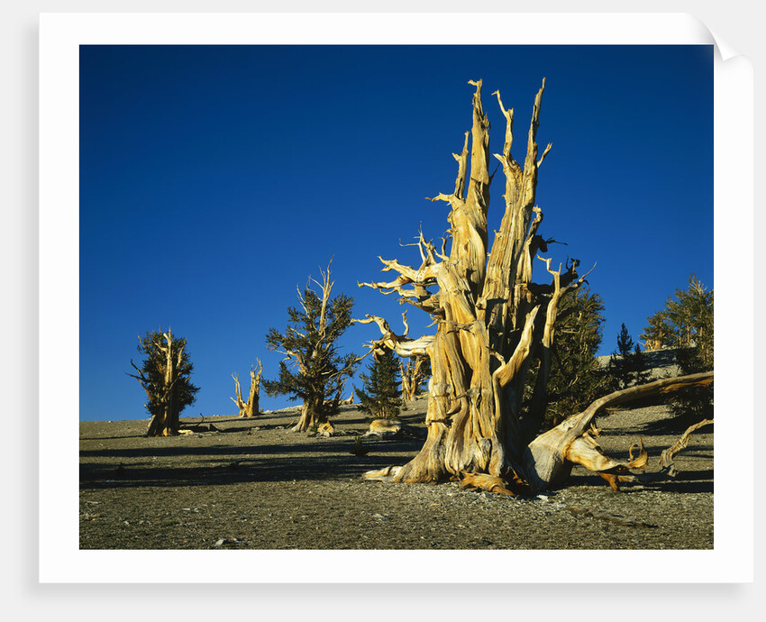 Bristlecone Pines by Anonymous