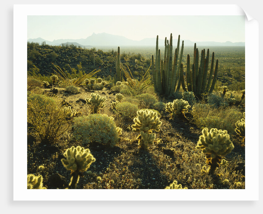 Sonoran Desert by Anonymous