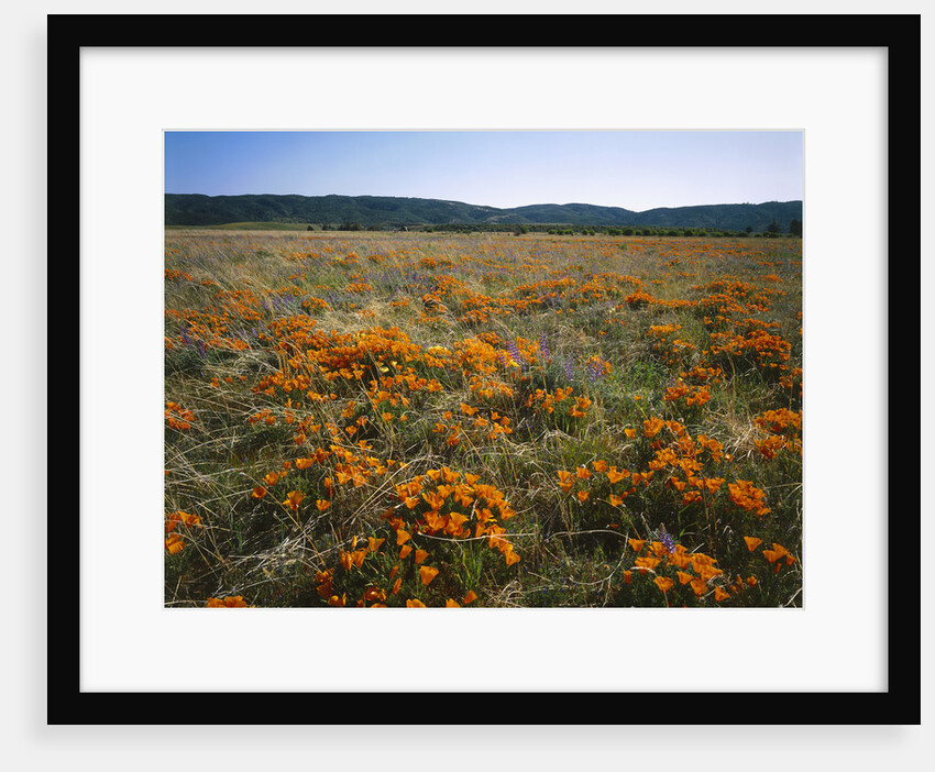 Antelope Valley California Poppy Reserve by Anonymous