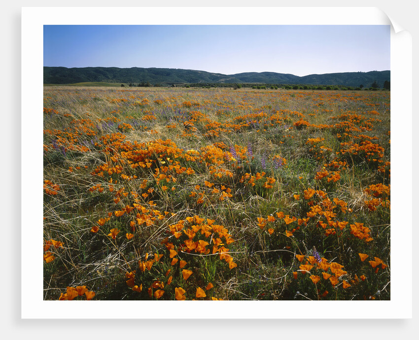 Antelope Valley California Poppy Reserve by Corbis