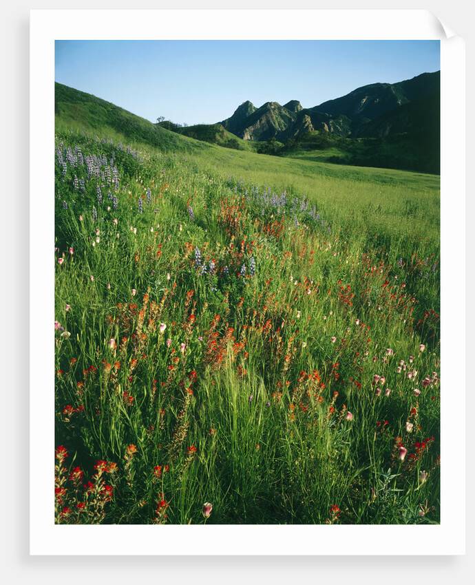 Malibu Creek State Park by Anonymous