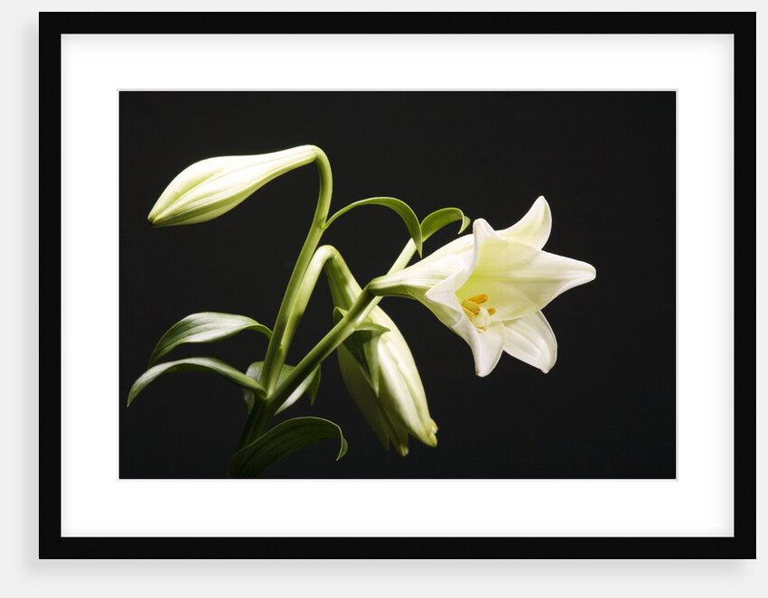 White Lilies by Anonymous