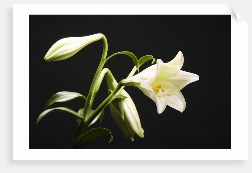 White Lilies by Anonymous