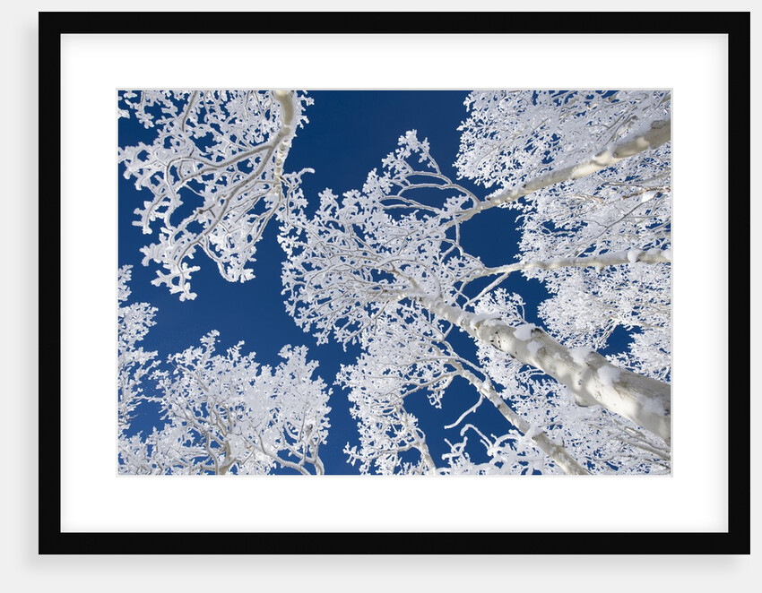 Aspen Trees with Snow by Anonymous