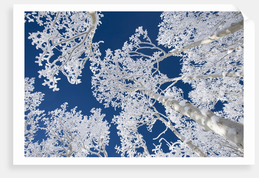 Aspen Trees with Snow by Anonymous
