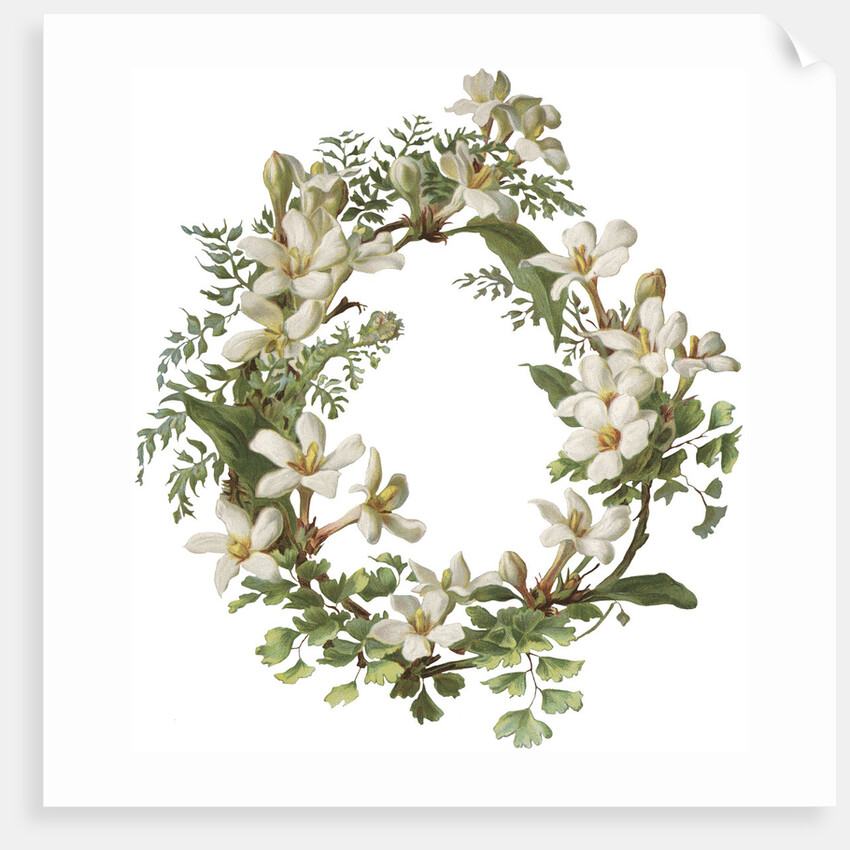 Illustration of Honeysuckle Border by Anonymous