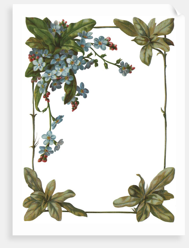 Illustration of Violet Border by Anonymous