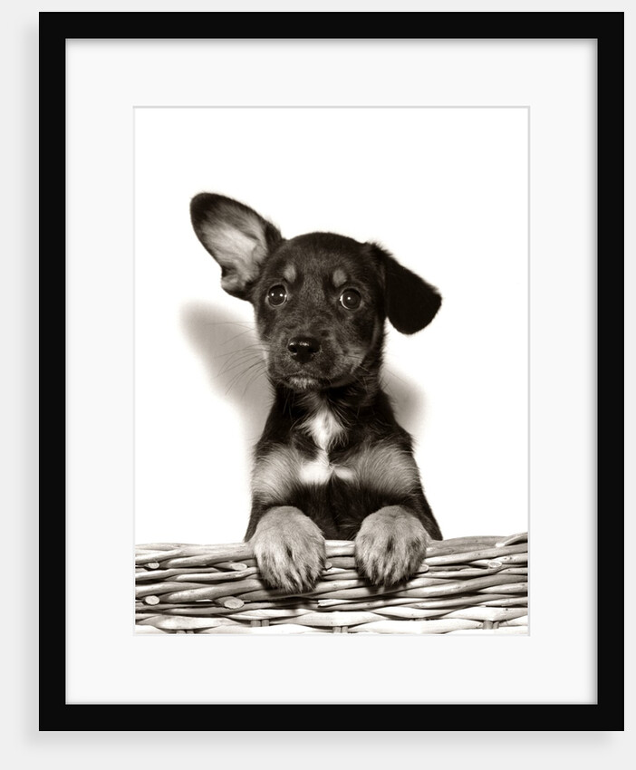 1950s Mutt Crossbreed Mongrel Puppy In Basket One Ear Up Other Down by Anonymous