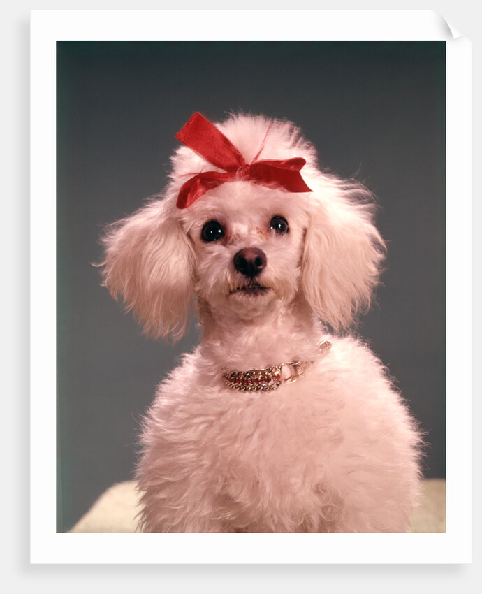 1960s White Poodle Wearing Gold Necklace Red Ribbon by Anonymous