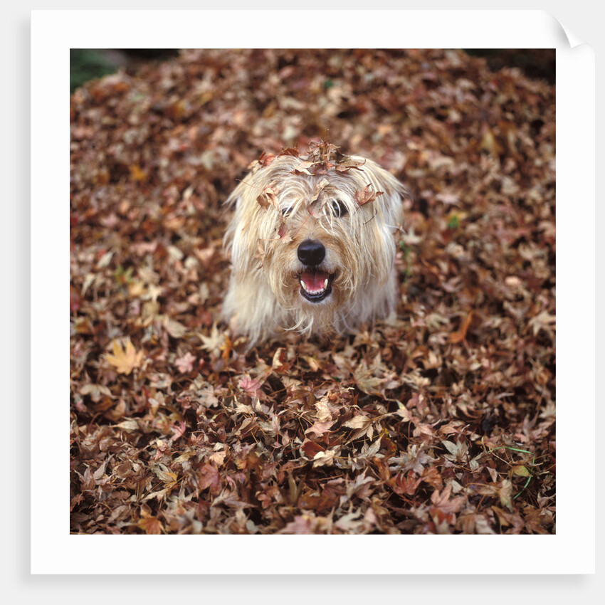Dog Covered In Leaves Up To His Head by Anonymous