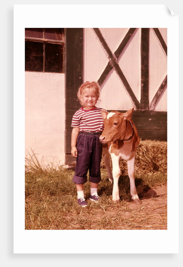 1950s 1960s Girl Rolled Up Denim Jeans With Guernsey Calf Outside Barn by Anonymous