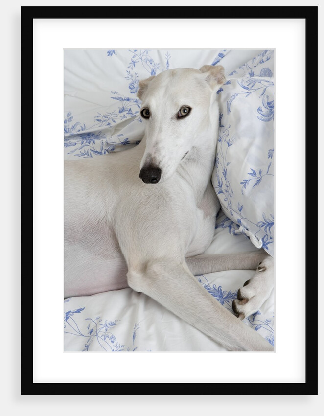 Greyhound Lying on Bed by Anonymous