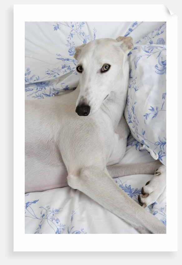 Greyhound Lying on Bed by Anonymous