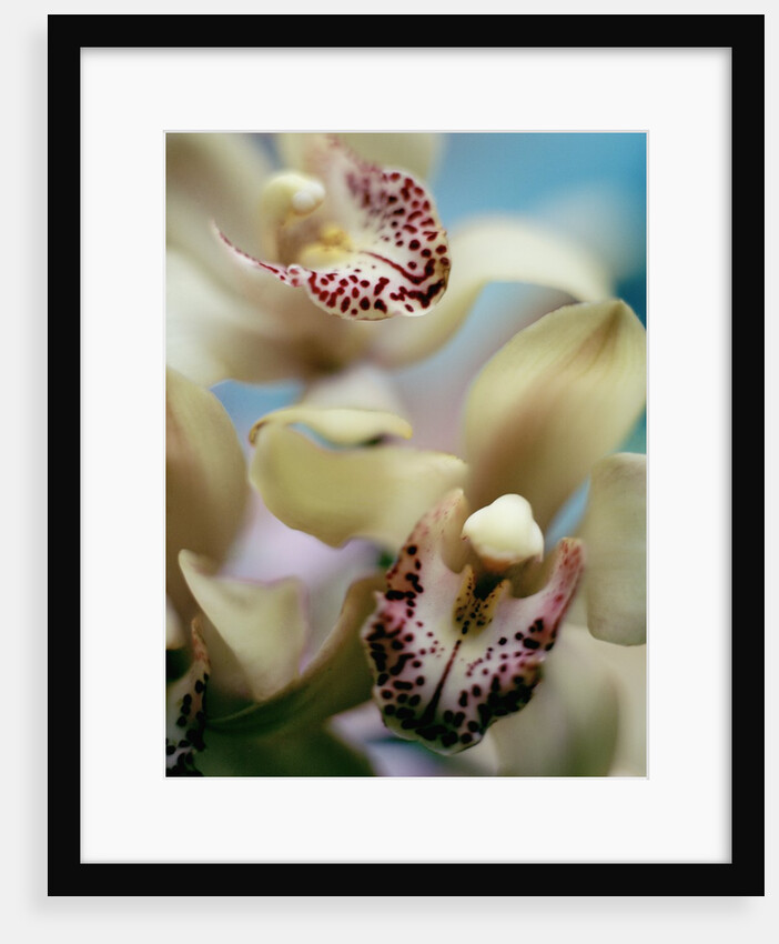 Close-up of Orchids by Anonymous