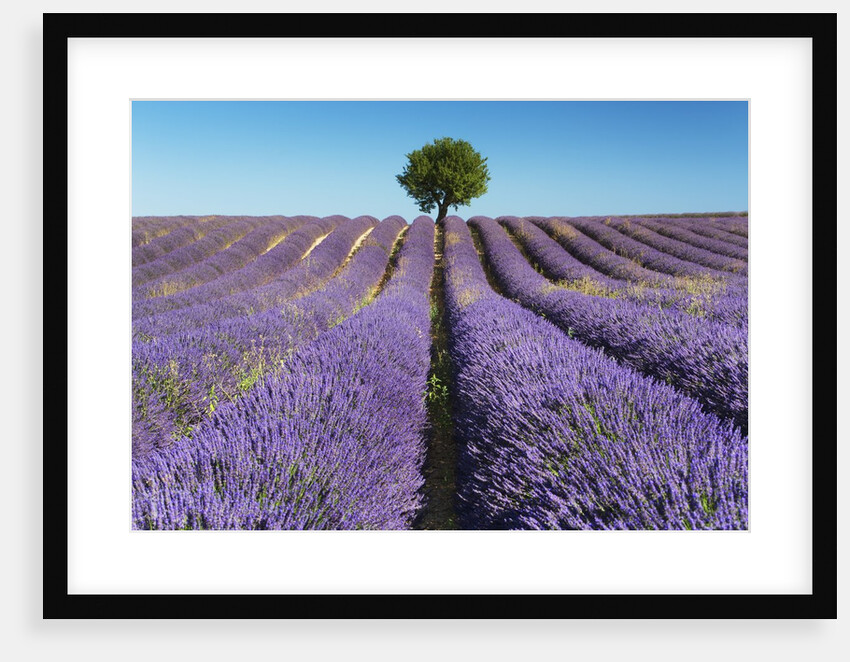 Lavender Field and Almond Tree in Provence by Anonymous