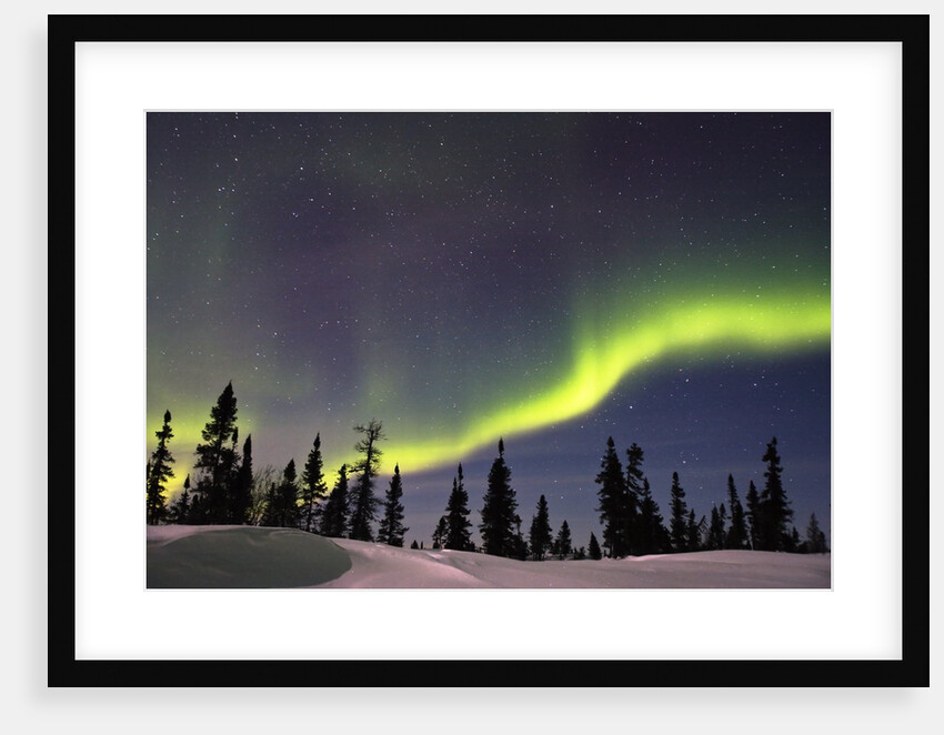 Aurora Borealis above Forest by Anonymous
